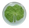 9_leaf_clover.jpg