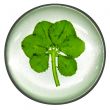 Mystical_6_leaf_clover_250kb.jpg
