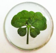 8 Leaf Clover 8 Leaf Clover