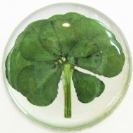 10 Leaf Clover 10 Leaf Clover